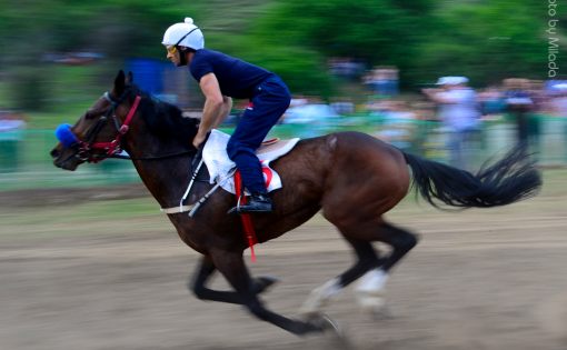 12 сентября на Саратовском ипподроме прошли конно-спортивные состязания на Кубок Губернатора Саратовской области