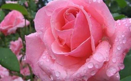 В Аткарске состоится Фестиваль роз 