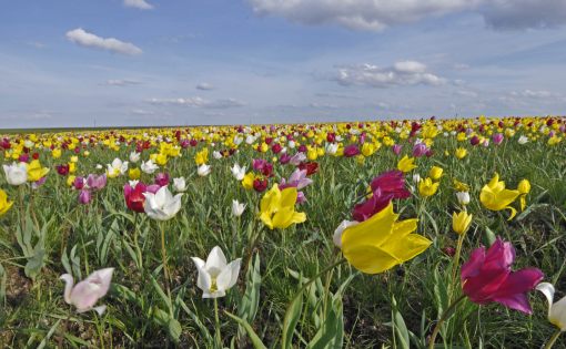 29 и 30 апреля состоится Фестиваль тюльпанов в Новоузенском районе 