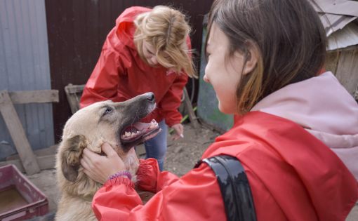 Волонтеры и специалисты ГБУ РЦ «Молодежь Плюс» посетили приют для бездомных животных "Дворянский домик"