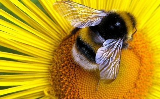 В Хвалынске появится Музей пчелы
