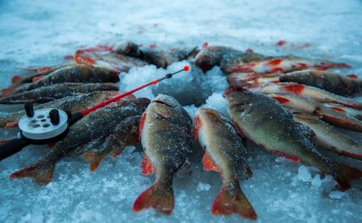 В выходные дни в акватории Волги будут соревноваться участники Кубка России по ловле рыбы со льда